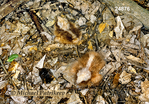 Common Pauraque (Nyctidromus albicollis)